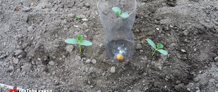 Un sistema di irrigazione per le radici realizzato con una bottiglia in PET aiuterà le piante e ti farà risparmiare acqua.