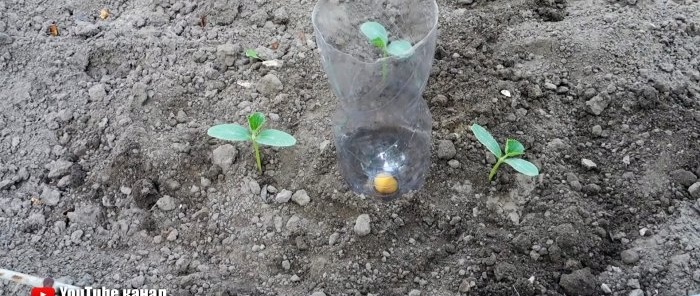 A root watering system made from a PET bottle will help plants and save you water.