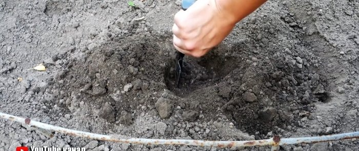 A root watering system made from a PET bottle will help plants and save you water.