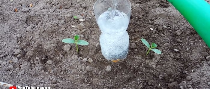 A root watering system made from a PET bottle will help plants and save you water.
