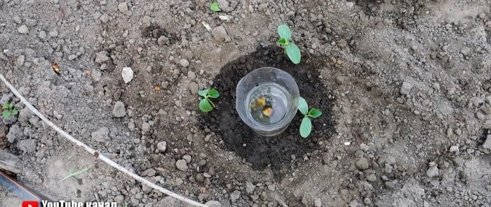 Ein Wurzelbewässerungssystem aus einer PET-Flasche hilft den Pflanzen und spart Ihnen Wasser.