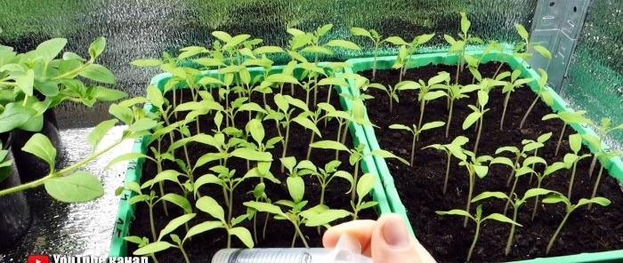 Un fertilizante económico para plántulas de tomate que comenzarán a crecer inmediatamente.