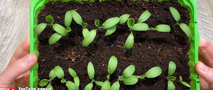 Ako pestovať silné a zdravé sadenice pomocou bežného aktívneho uhlia