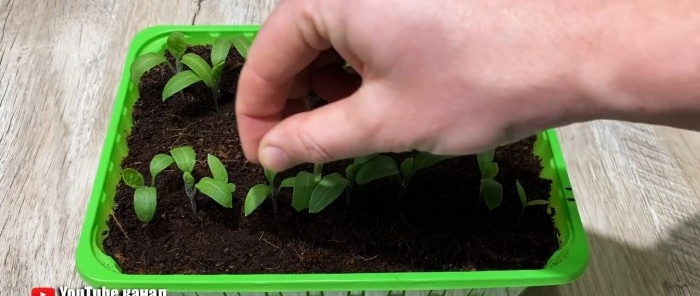 Kaip išauginti stiprius ir sveikus sodinukus naudojant įprastą aktyvuotą anglį