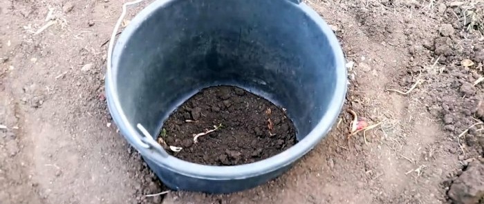 Conocimientos en la plantación de tomates para una gran cosecha.