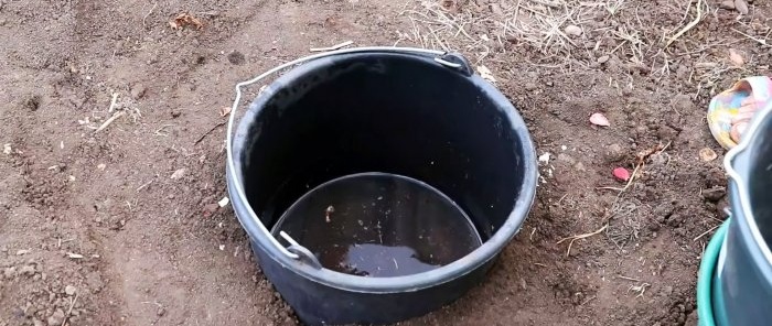 Conocimientos en la plantación de tomates para una gran cosecha.