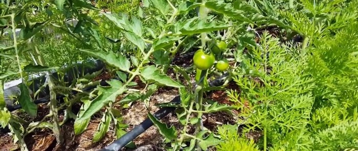 Growing tomatoes using the IM Maslov method