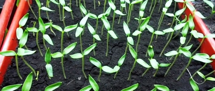 Do not throw away stretched seedlings - they can be fixed