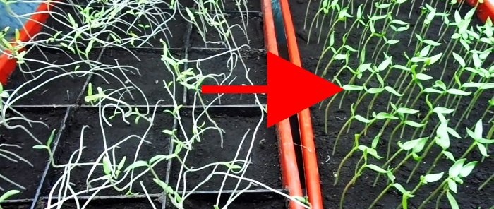 Do not throw away stretched seedlings - they can be fixed