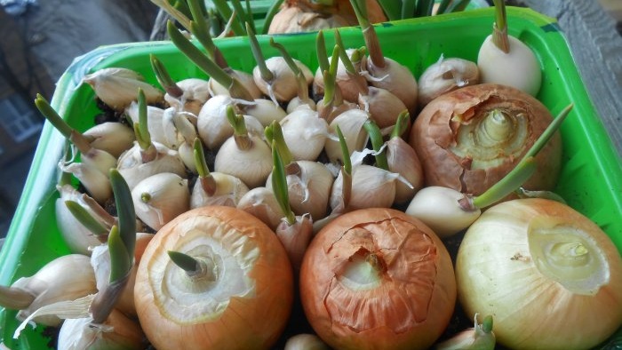 زراعة البصل والثوم معًا للتأثير على الخضر
