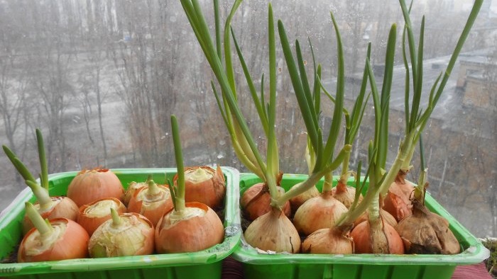 Uien en knoflook samen planten om op groen te forceren