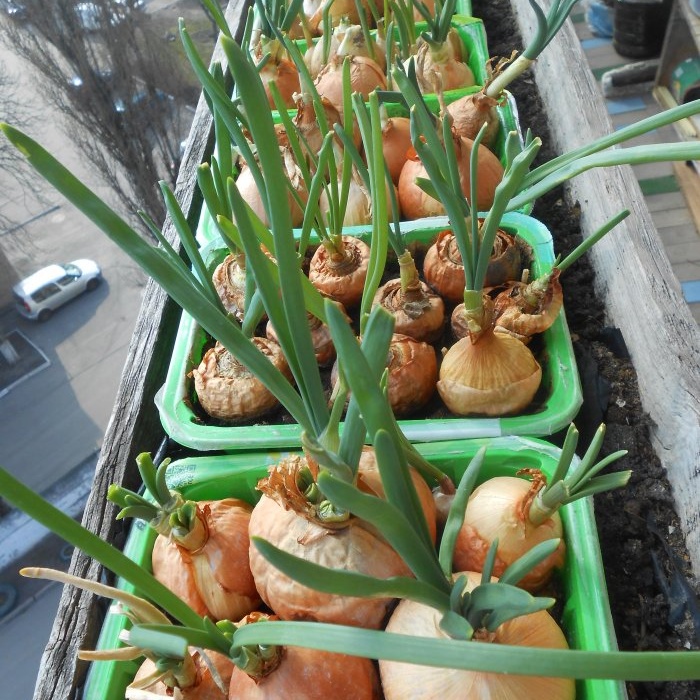 Plantar cebollas y ajos juntos para forzar las verduras