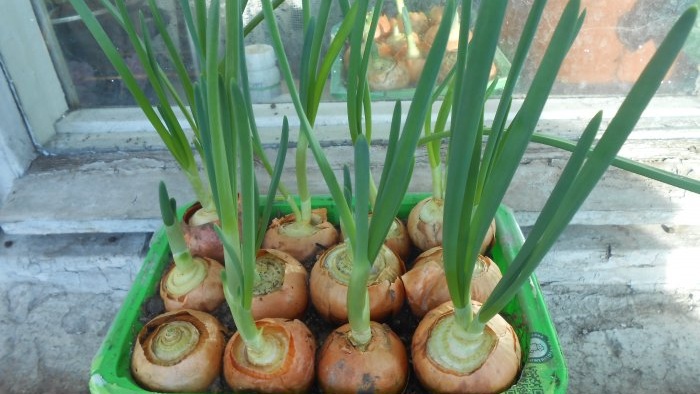 Výsadba cibule a cesnaku spolu na vytlačenie na zeleň
