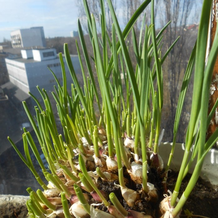 Plant løk og hvitløk sammen for å presse på greener