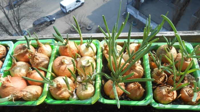 การปลูกหัวหอมและกระเทียมเข้าด้วยกันเพื่อบังคับลงบนผักใบเขียว