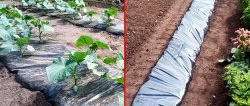 Life hack for gardeners: Plant cucumbers under film and forget about watering for the whole season