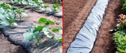 Life hack untuk tukang kebun: Tanam timun di bawah filem dan lupakan penyiraman sepanjang musim