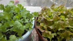 Pěstování salátu doma. Kompletní zpráva od výběru semen až po výsledky