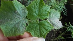 Truco para jardineros: estimular la formación de raíces en plántulas con ácido succínico