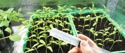Un fertilitzant barat per a les plàntules de tomàquet, que condueix immediatament al creixement