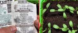 Cara menanam anak benih yang kuat dan sihat menggunakan karbon teraktif biasa