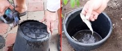 Conocimientos en la plantación de tomates para una gran cosecha.