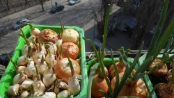 Личен опит: Засаждане на лук и чесън заедно за форсиране върху зеленчуци