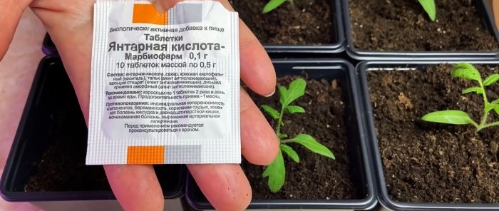 Sådan får du rødderne til tomatfrøplanter til at vokse efter plukning