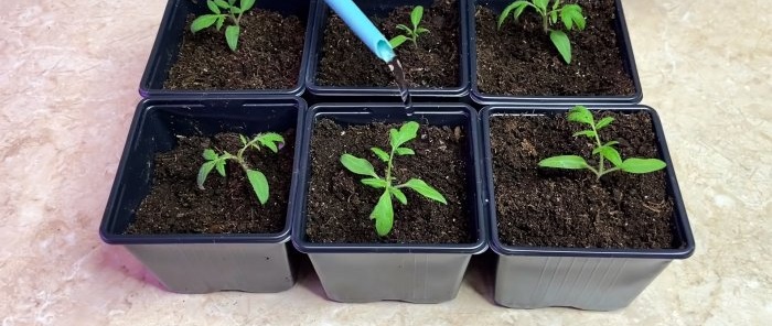 Ako dosiahnuť, aby korene sadeníc paradajok rástli po zbere