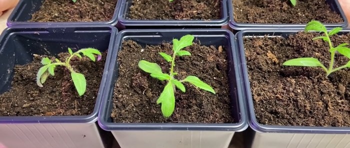 Как да накараме корените на доматения разсад да растат след бране