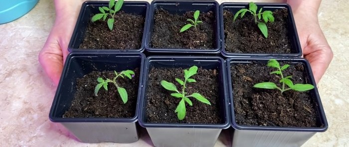How to make the roots of tomato seedlings grow after picking