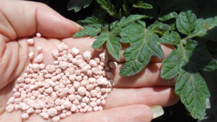 Jak wyeliminować głód fosforu w sadzonkach pomidorów