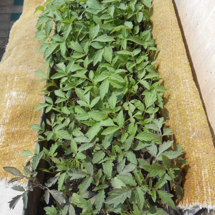 How to eliminate phosphorus starvation of tomato seedlings