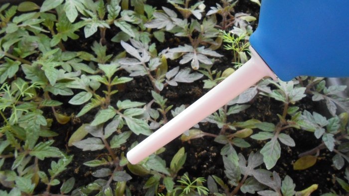 Efektívne rozpočtové hnojivo pre sadenice na báze cibuľových šupiek
