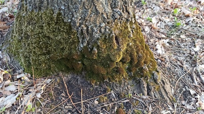 Wie man ein Terrarium in einer Glühbirne baut