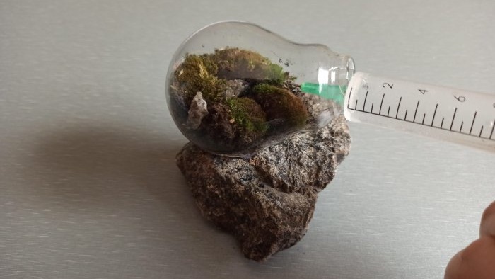 Πώς να φτιάξετε ένα terrarium σε μια λάμπα