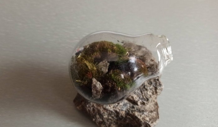 Sådan laver du et terrarium i en pære