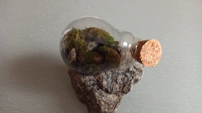 Hoe maak je een terrarium in een gloeilamp?