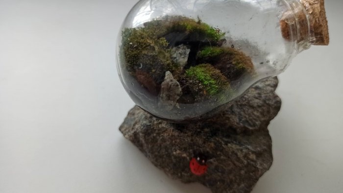 Wie man ein Terrarium in einer Glühbirne baut