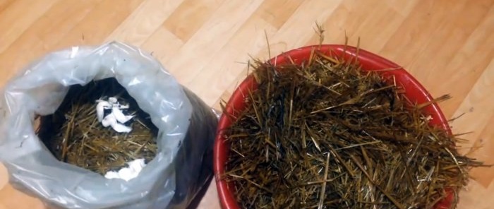 Hur man odlar ostronsvamp hemma utan att köpa mycel