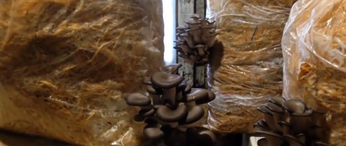 Cum să crești ciuperci stridii acasă fără a cumpăra miceliu