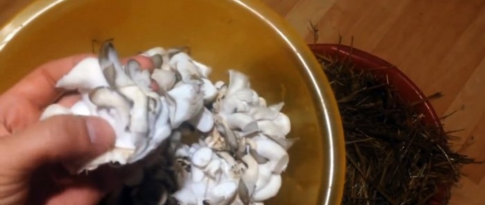 Cum să crești ciuperci stridii acasă fără a cumpăra miceliu