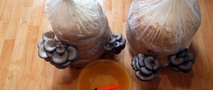 Πώς να καλλιεργήσετε μανιτάρια στρειδιών στο σπίτι χωρίς να αγοράσετε μυκήλιο