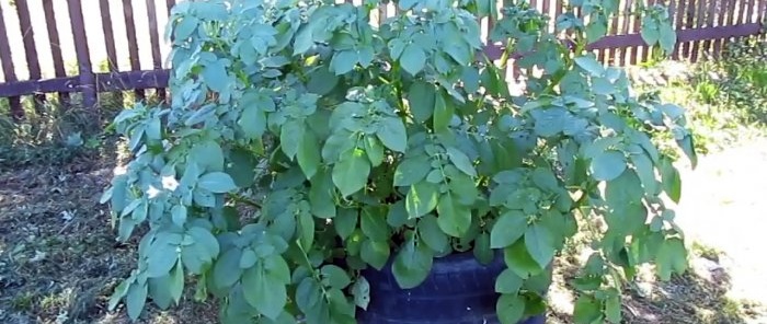 איך לגדל תפוחי אדמה בצמיגים וכמה זה יעיל
