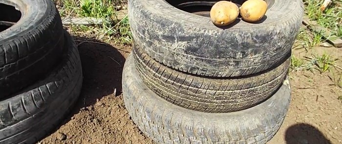 Cách trồng khoai tây trong lốp xe và hiệu quả như thế nào
