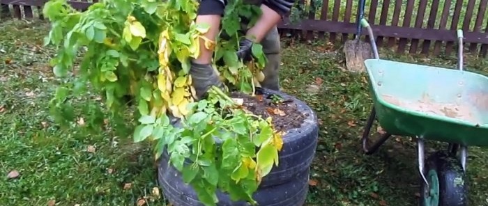 How to grow potatoes in tires and how effective it is