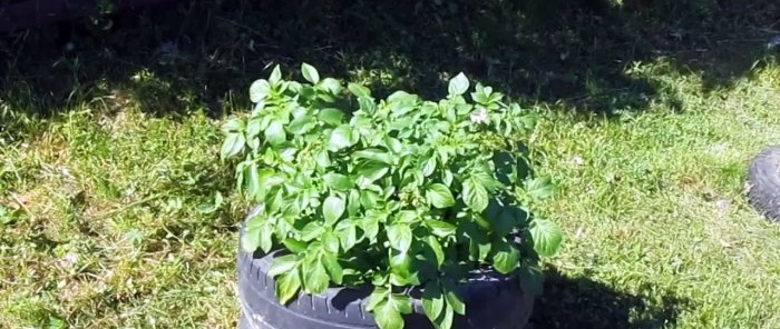 Hvordan man dyrker kartofler i dæk, og hvor effektivt er det