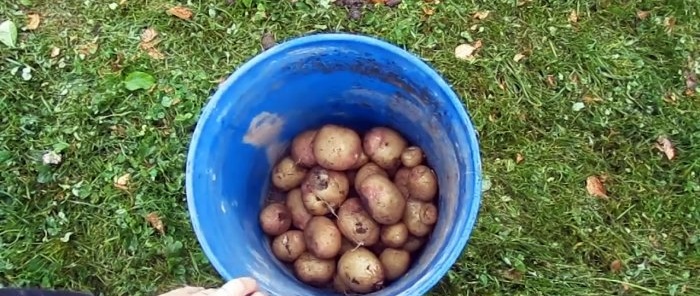 Jak uprawiać ziemniaki w oponach i jaka jest tego skuteczność