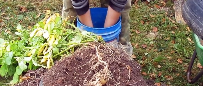Hvordan man dyrker kartofler i dæk, og hvor effektivt er det