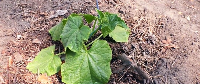3 opcions per plantar cogombres en un hivernacle per a la productivitat durant tota la temporada